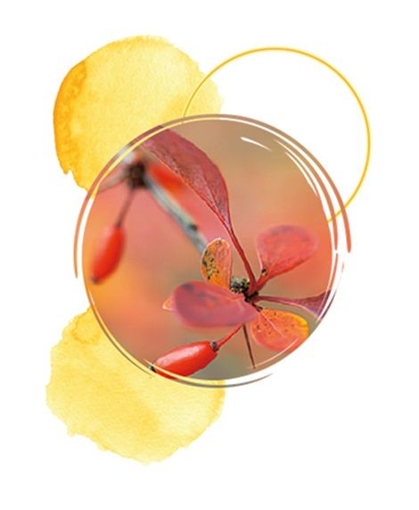 Insuresin grafika