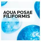 aqua posae filiformis