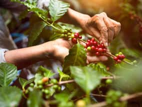 De'Longhi Arabica i Robusta