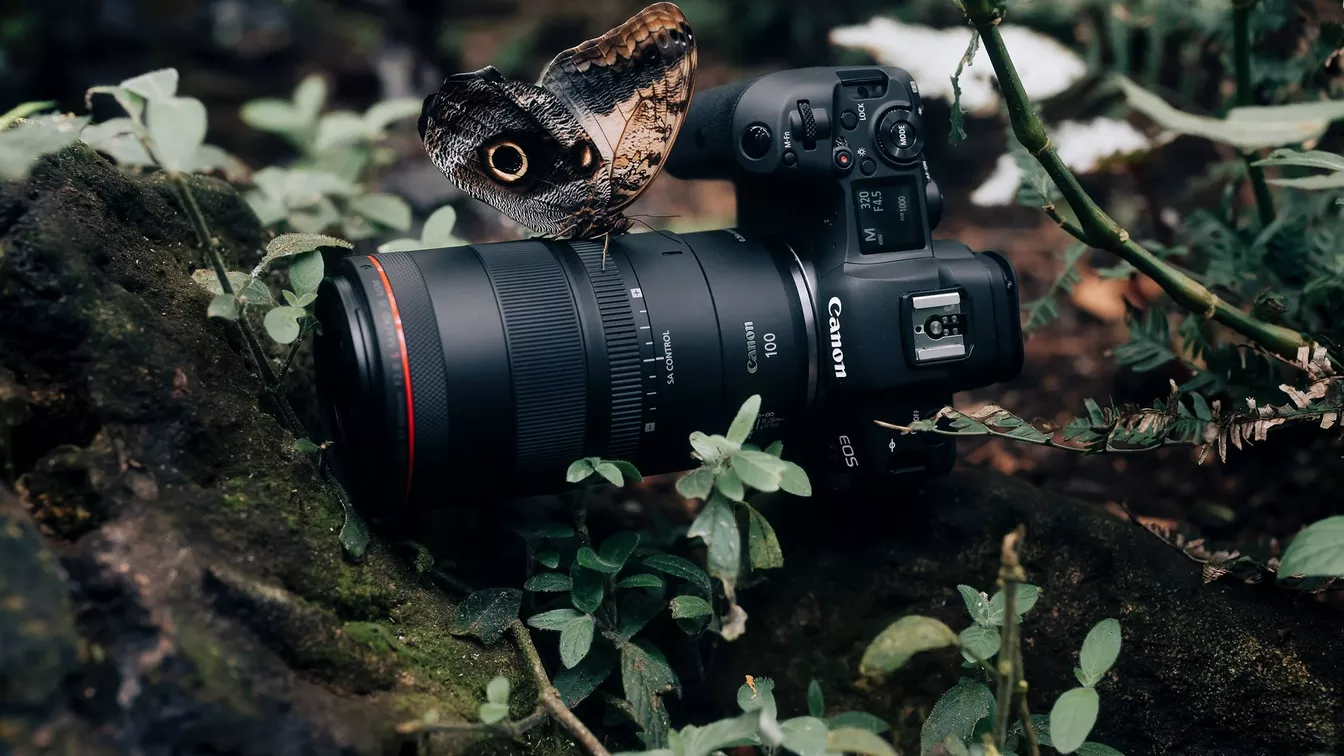 Canon zdj motyl