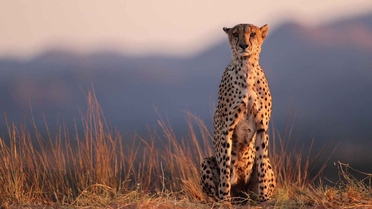 Canon EOS 1DX Mark III gepard