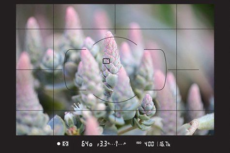 Nikon