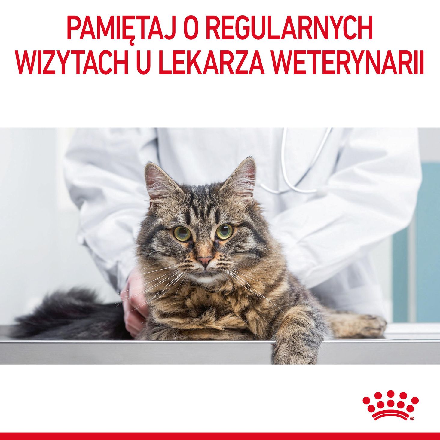 Pamiętaj o regularnych wizytach u lekarza weterynarii