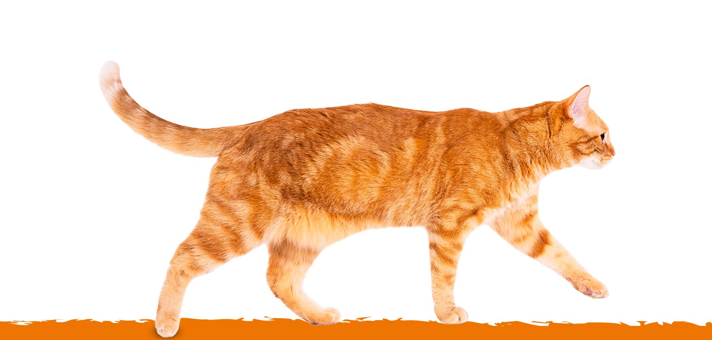 butcher's kot banner dolny