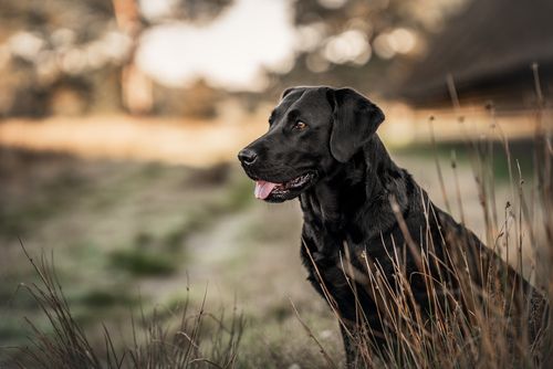 Eukanuba Co nas wyróżnia
