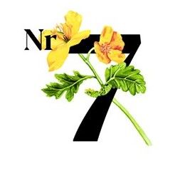 Ikona numer 7