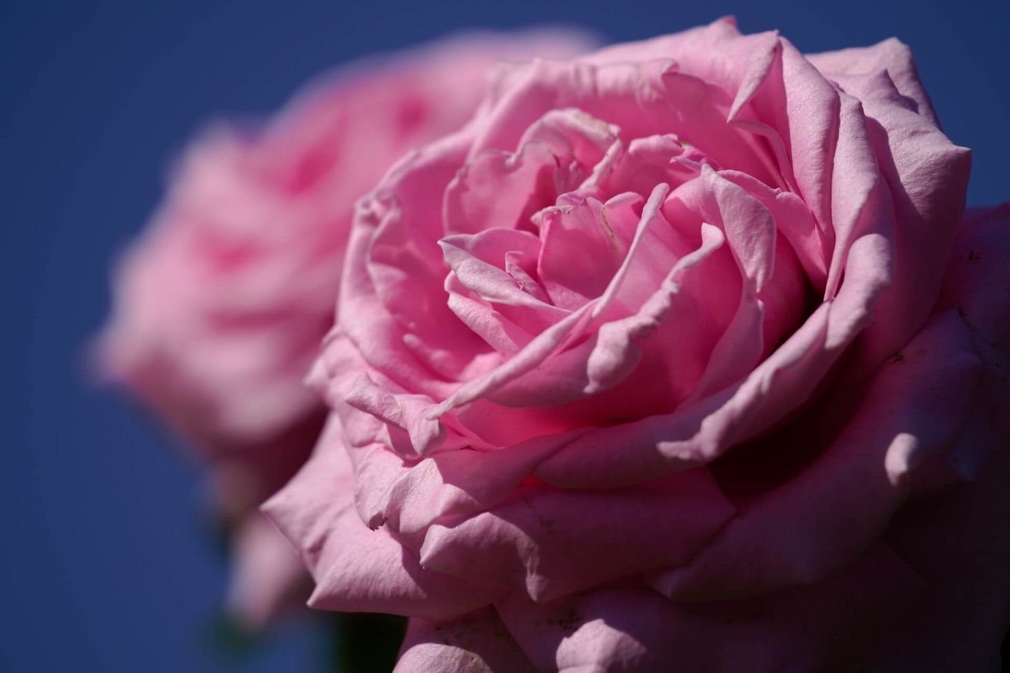 Sigma 100-400mm F5-6.3 DG DN OS Sony E