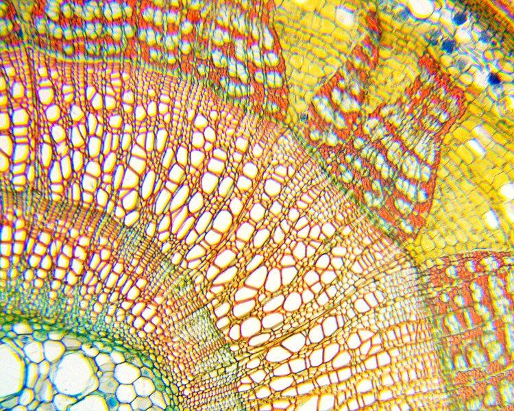 Delta Optical Biolight 100 biały