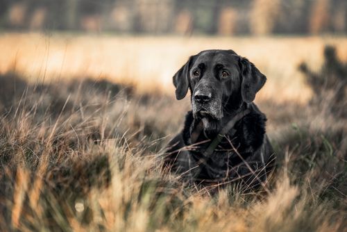 Eukanuba Co nas wyróżnia