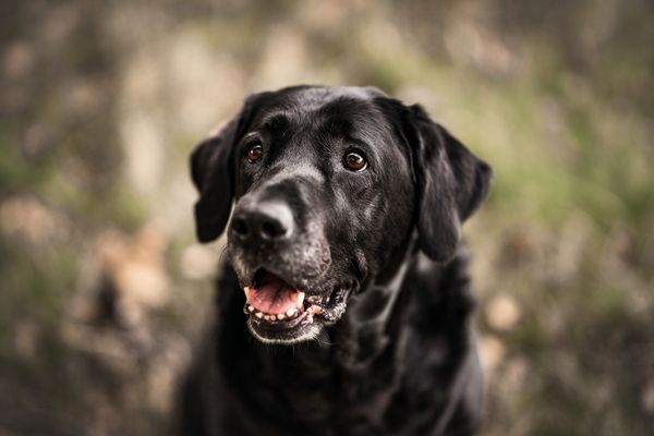 Eukanuba Co nas wyróżnia