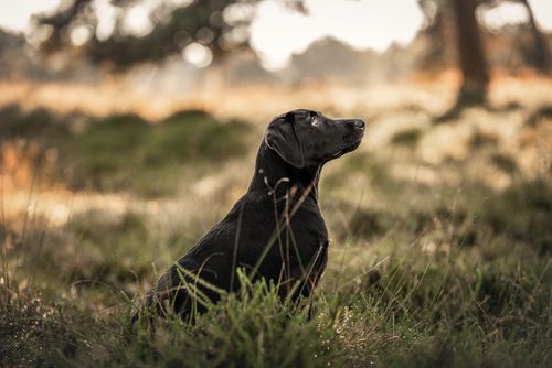 Eukanuba O marce
