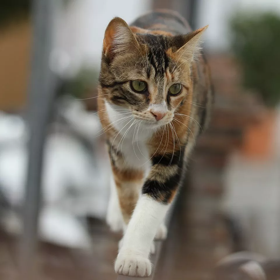Canon EOS 4000D kotek