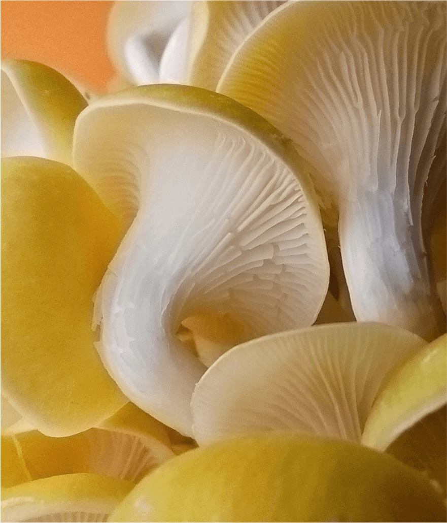 Makro