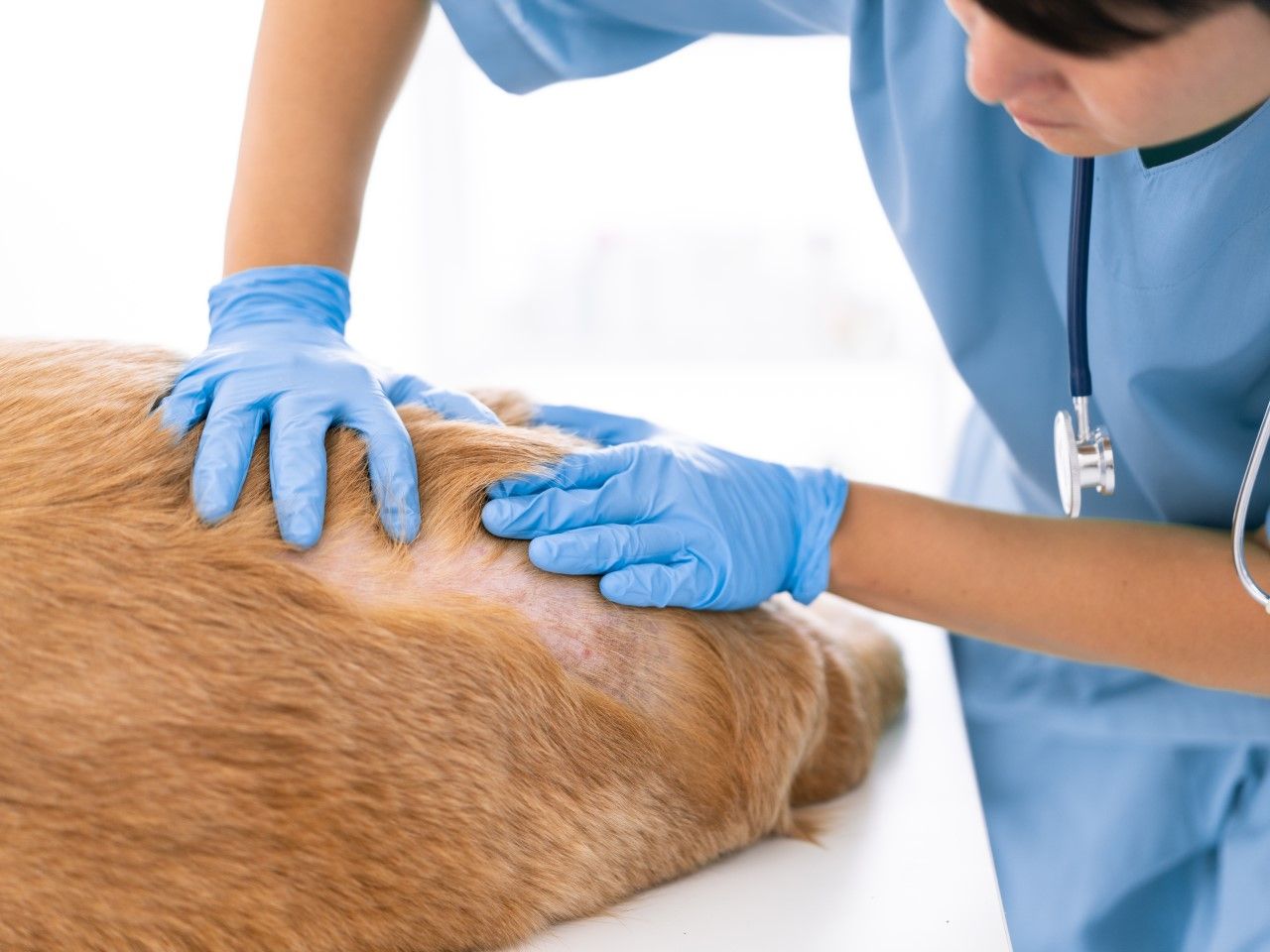 Najcz Stsze Choroby Sk Ry U Psa Objawy I Leczenie Zwierzolubny Pl