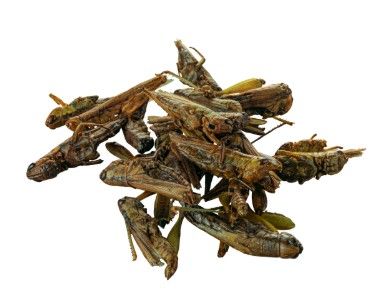 Tetra ReptoDelica Grasshoppers-zdjęcie 3