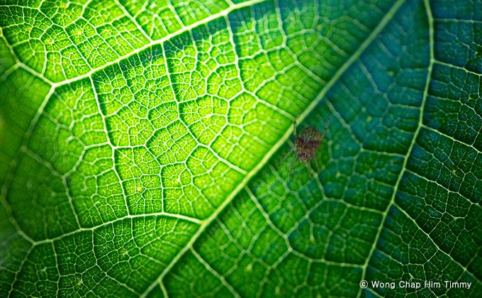 Samyang 100mm f/2.8 ED UMC Macro Sony E