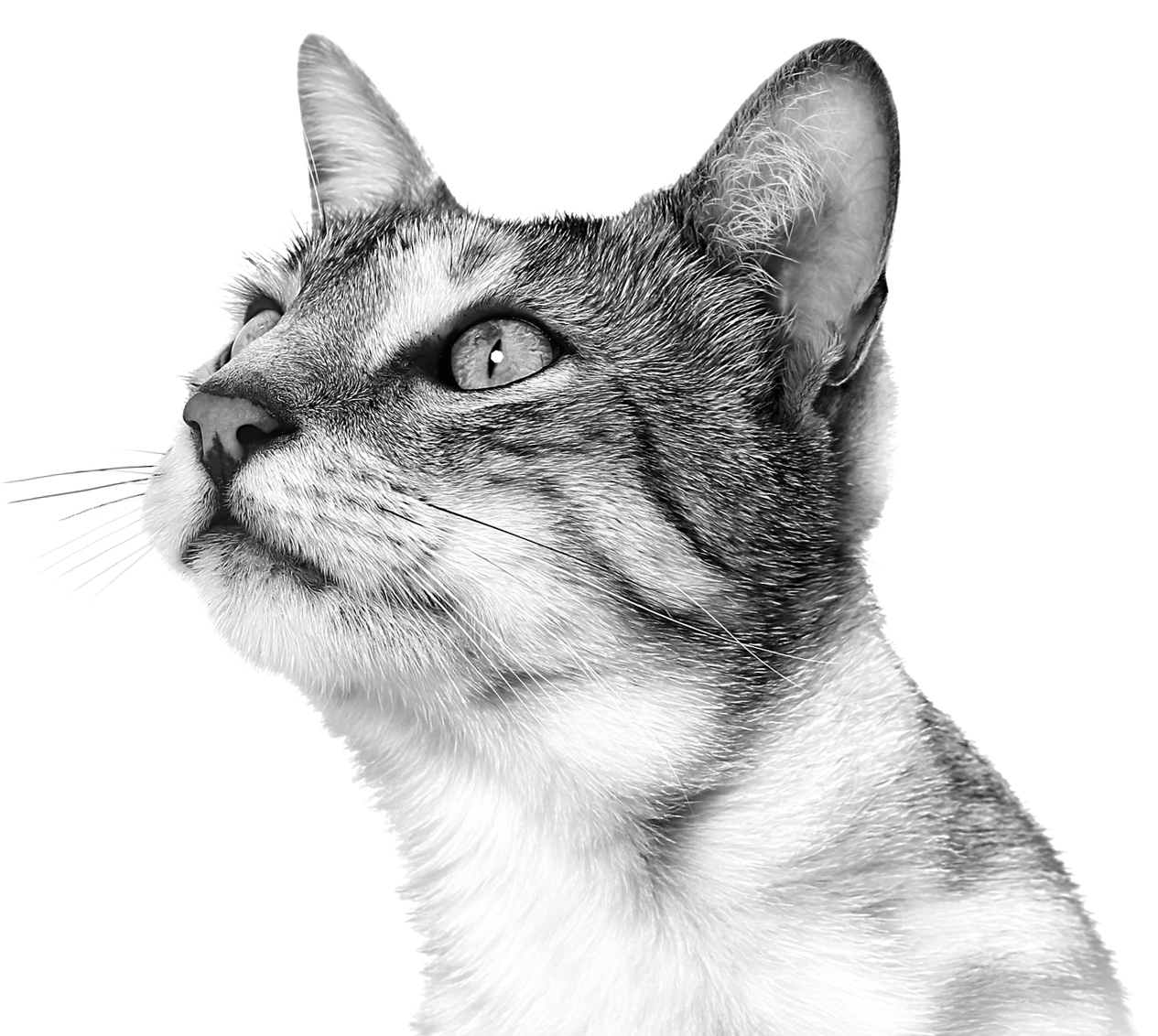Royal Canin