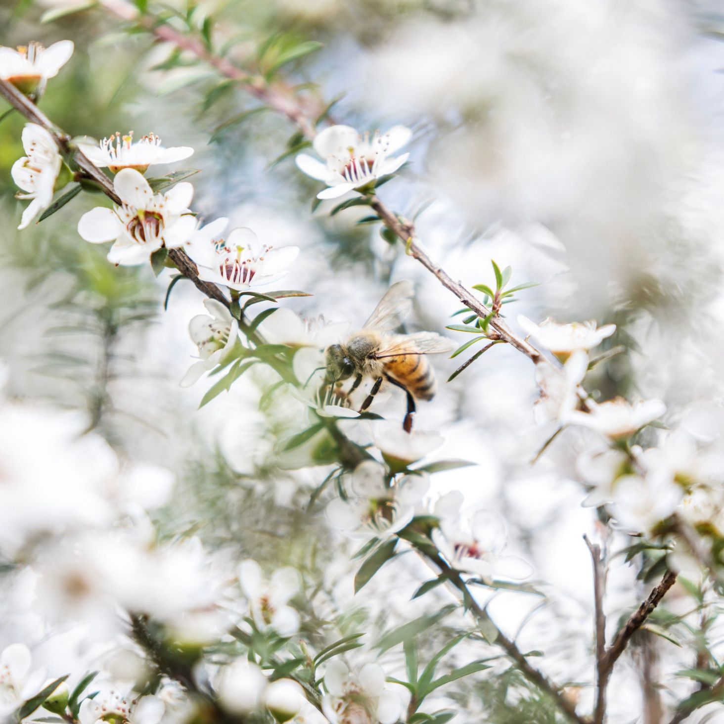 Haddrell's Miód Manuka