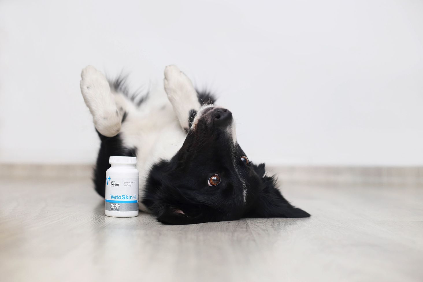 vet expert