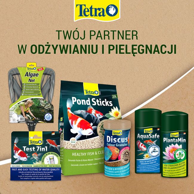 Tetra asortyment - 6