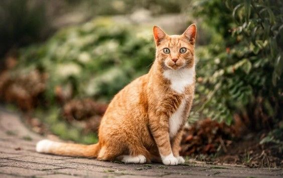 IAMS O marce