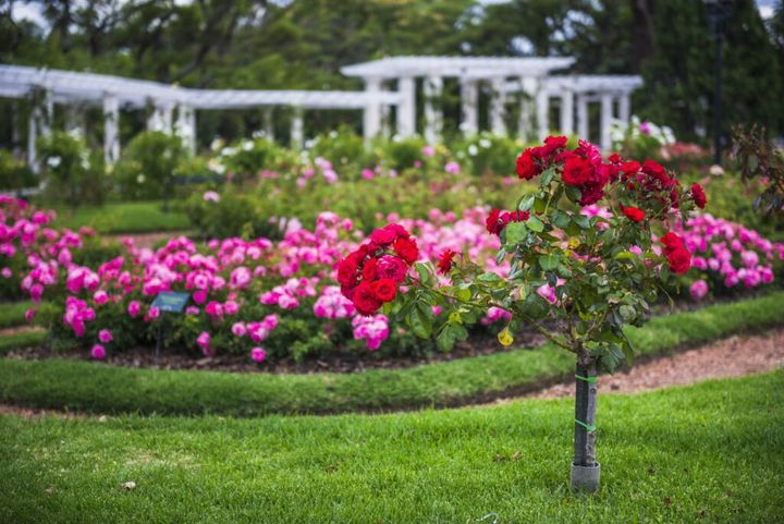 ogród z różami