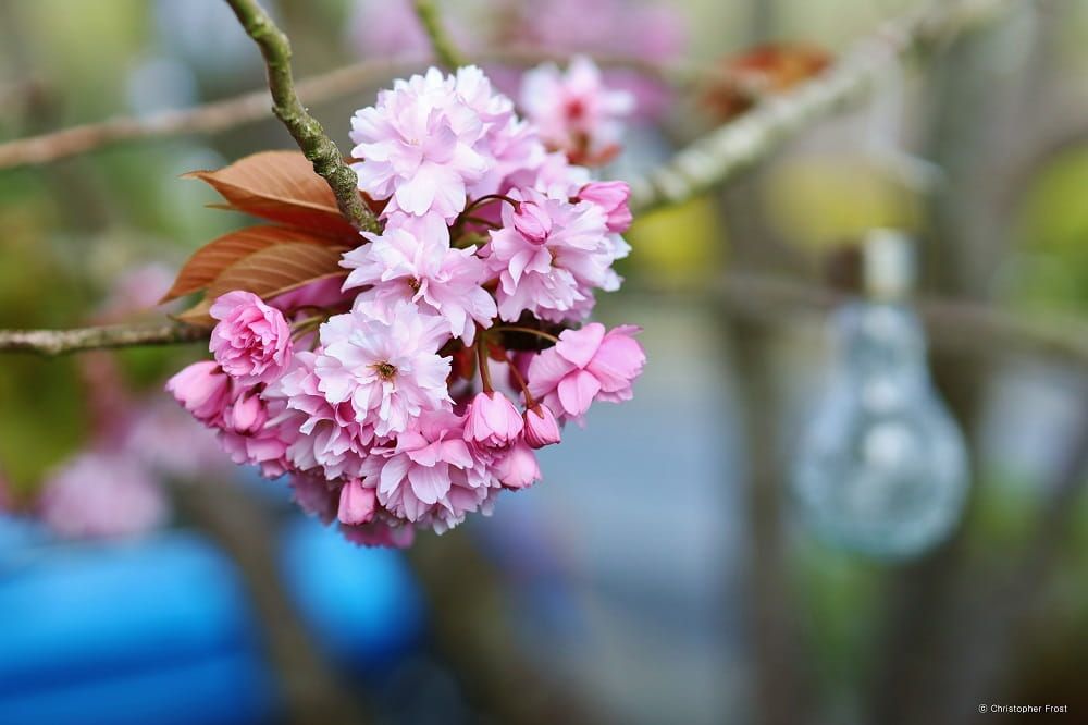 Samyang MF 85MM F/1.4 MK2