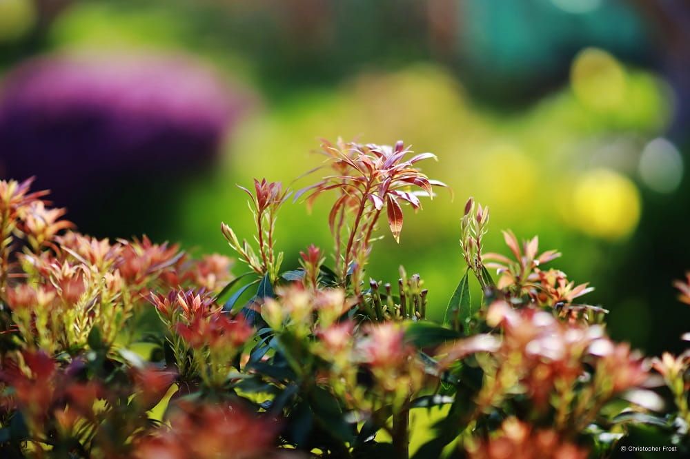 Samyang MF 85MM F/1.4 MK2