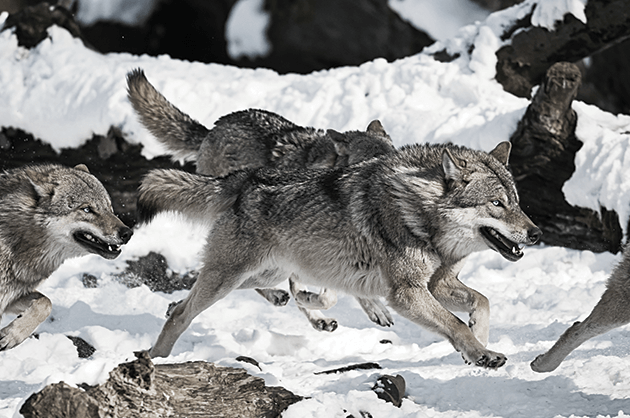 Primal Spirit