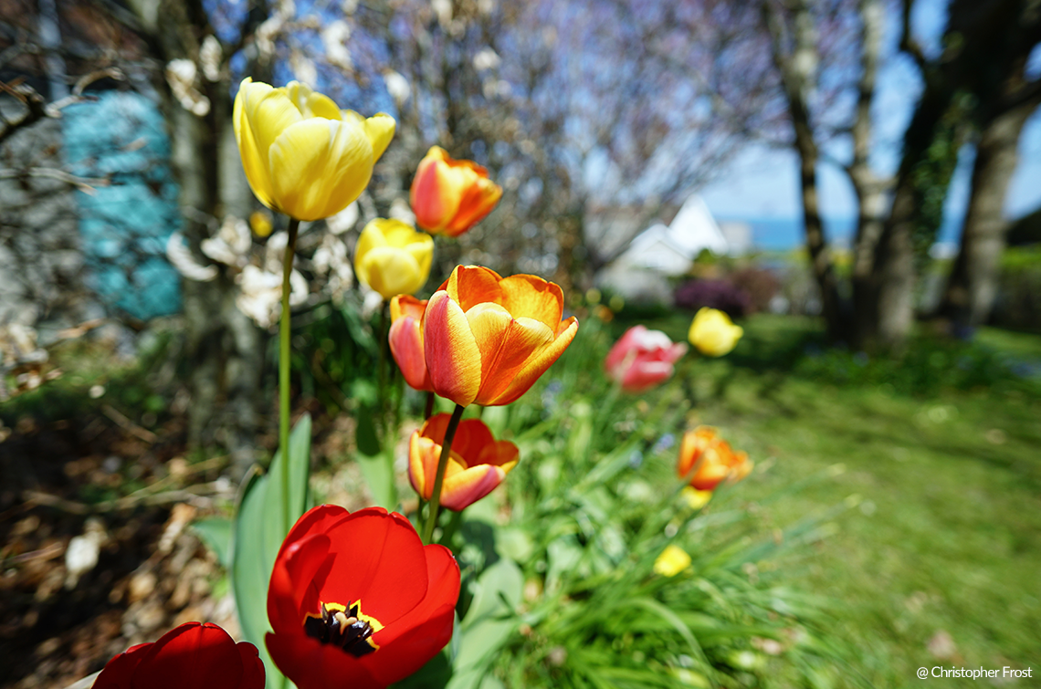 Samyang AF 12mm F/2.0 Sony E