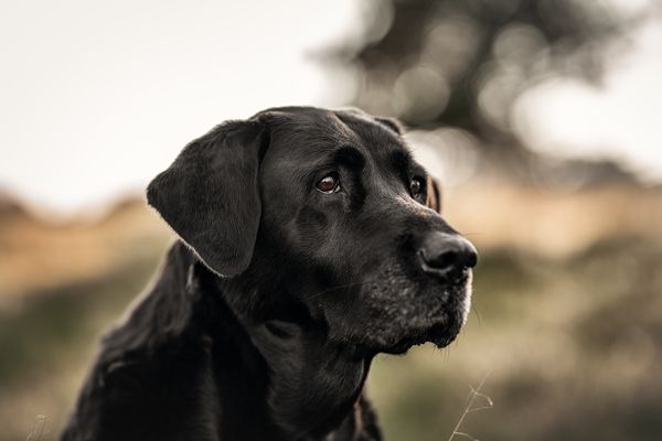 Eukanuba O marce