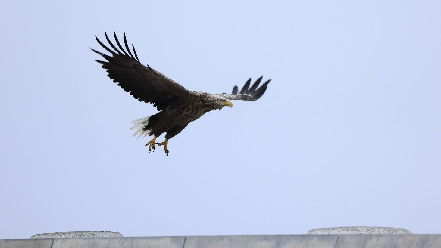 Canon RF 100-400mm F5.6-8 IS USM ptak