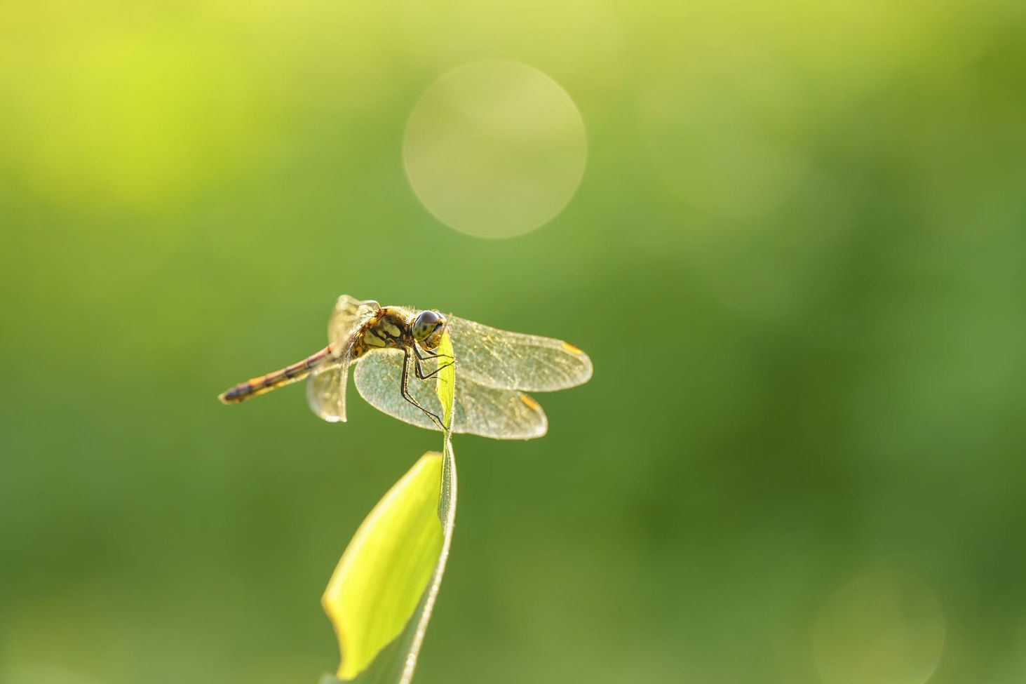 Sigma 105mm F2.8 DG DN Macro Art Sony E