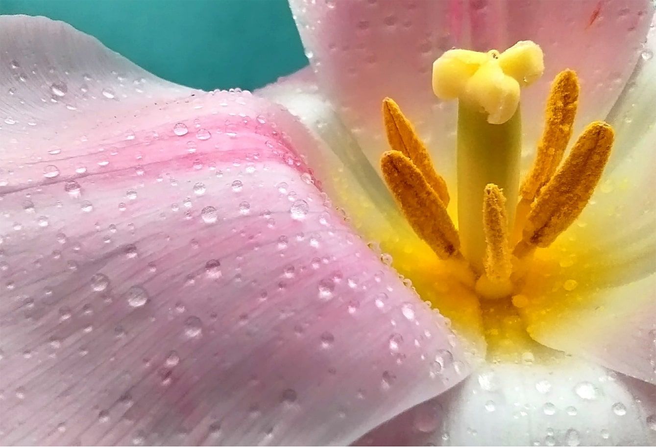 Redmi Note 12 Aparat makro