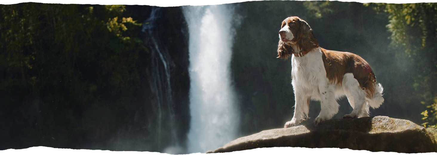 purina