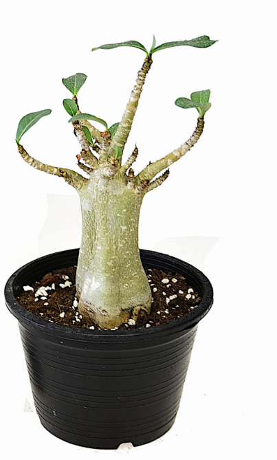 Adenium Mini Baobab R A Pustyni Drzewko P Ceny I Opinie Ceneo Pl