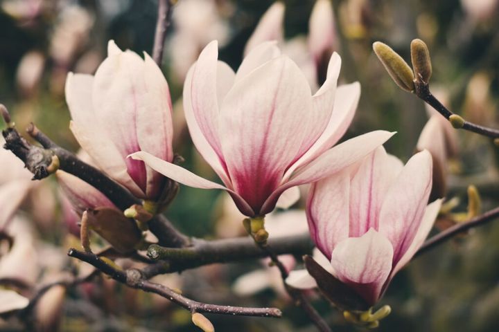 jak zabepzieczyć magnolię na zimę