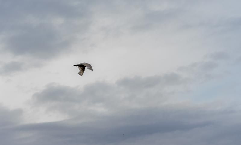 Sony E 50mm f/1.8 czarny (SEL50f/18F)