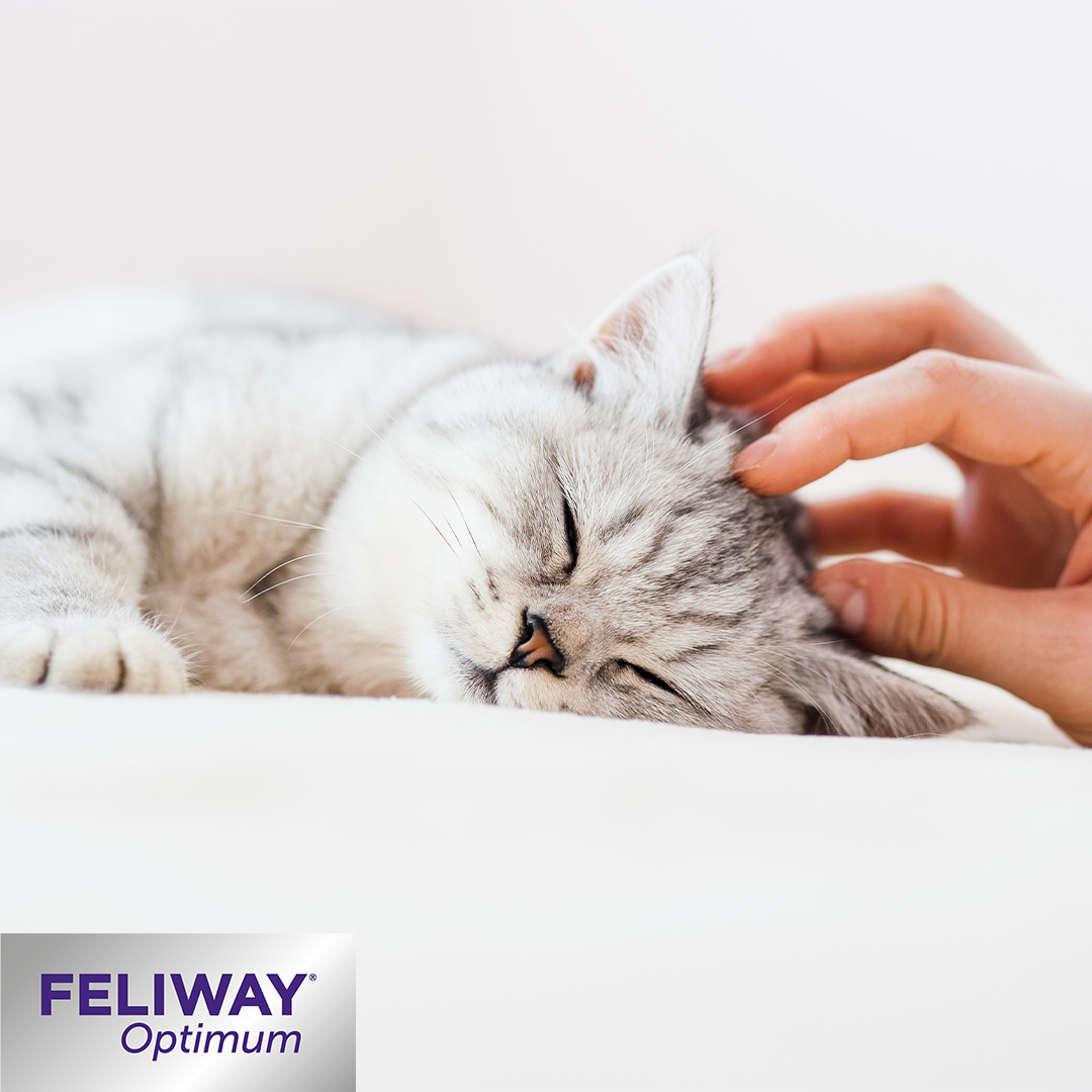 feliway