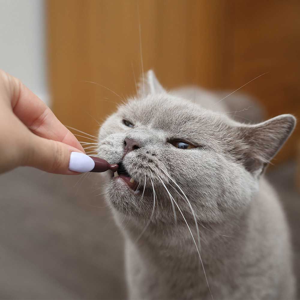 vet expert