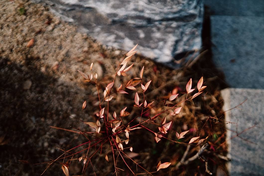 SAMYANG AF 35mm F/1.4 Sony FE II