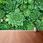 Tulup Fototapeta Rozchodnik Zielony Flizelinowa 416x254cm (PLFS600244313) - zdjęcie 4