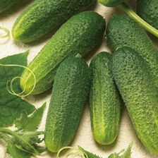 Ogórek gruntowy Excelsior F1 nasiona Kiepenkerl