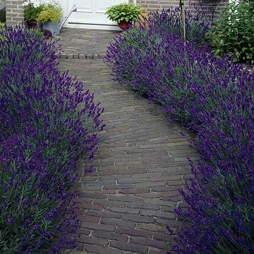 Lawenda Hidcote Blue Strain Lavandula Sadzonka Ceny I Opinie Ceneo Pl