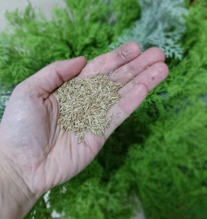 Trawa Boiskowa 1kg Wytrzymała Gęsta Darń - zdjęcie 3