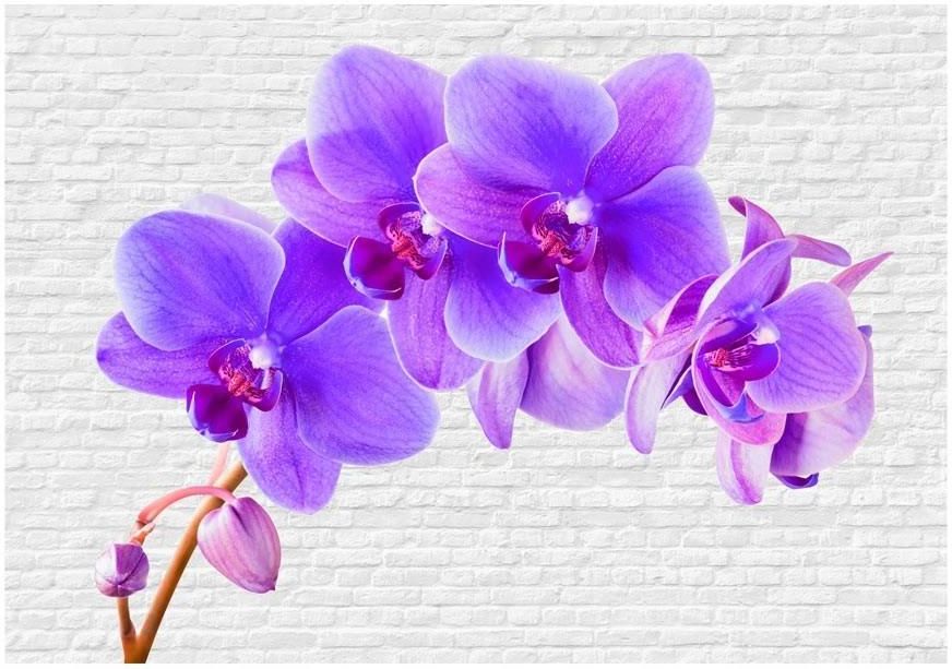 ARTGEIST FOTOTAPETA FIOLETOWE ORCHIDEE CEGŁY 400X280 KLEJ Opinie i