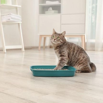 Super Benek Żwirek Corn Cat Ultra Naturalny 7L - zdjęcie 4