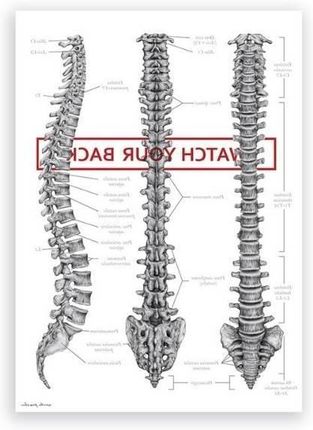 Marta Pawelec Plakat Anatomiczny Kręgosłup Watch Your Back - zdjęcie 3