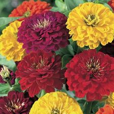 Cynia Espana Mix Kiepenkerl