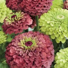 Cynia Red Lime Green Lime Kiepenkerl